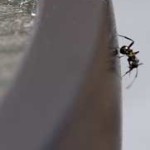 'Ant of the Round Table' - immortalised for 700 years?
