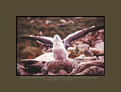 "The world cannot benefit from your talents unless you unfold your wings" - Jane Teresa Anderson, Dream Alchemy.  Photo copyright Michael Collins 1997
