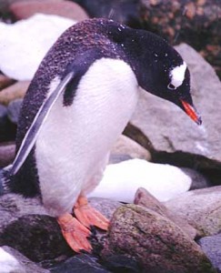 What do a vampire and a penguin have in common? [Photo: copyright Michael Collins]