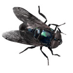 A loud, persistent, buzzing blowfly entered his dream.