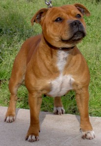 A synchronicity occured: "A beautiful, friendly, lost staffy male dog approached my front door."
