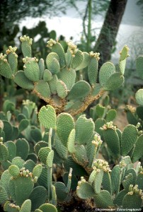 Suzanne had dreamed of a prickly cactus obstructing her way in her dream.