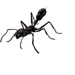 Pete dreamed of black ants streaming from his foot