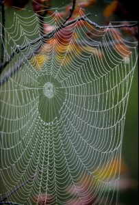 What’s the connection between a cobweb and a goat? What’s the connection between a cobweb and a goat?