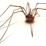 How do you put a nappy (diaper) on a daddy longlegs spider?
