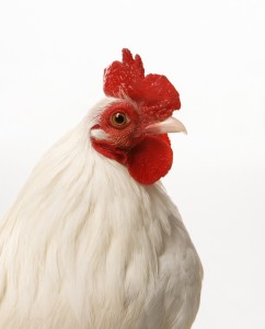 Yvonne was pretty scared at the thought of being at the mercy of a band of wingless chickens.