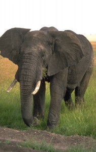 How do you see the elephant in your dream? Majestic? Weary? Shambling? How do you see the elephant in your dream? Majestic? Weary? Shambling?