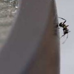 Ant of the Round Table