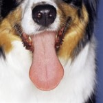 Charlie’s bone