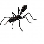 Dream interpretation Black ants Dream interpretation Black ants