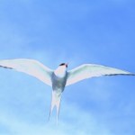 Mama Mia! Flying and falling dreams Mama Mia! Flying and falling dreams