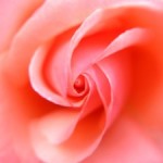 Rose alchemy – update from Ann, ep 82 Rose alchemy – update from Ann, ep 82