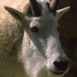 The goat and the cobweb