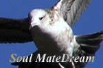 Dreaming of your soul mate Dreaming of your soul mate