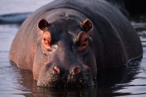 Do hippos dream?