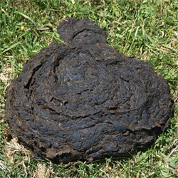 What can you learn from a cow-pat, a humble chunk of bovine dung?