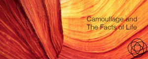 Camouflage and The Facts of Life Jane Teresa Anderson Dreams