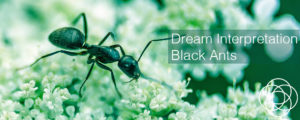 Dream Interpretation Black Ants Jane Teresa Anderson