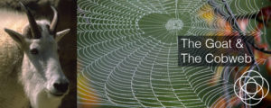 The Goat and The Cobweb Jane Teresa Anderson Dreams