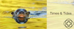 Times and Tides Jane Teresa Anderson