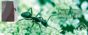 Ant of the Round Table Jane Teresa Anderson Dreams