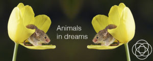 Animals in dreams Jane Teresa Anderson