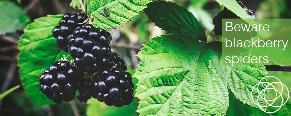 Beware blackberry spiders Jane Teresa Anderson