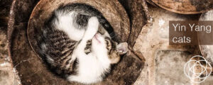 Yin Yang Cats Jane Teresa Anderson