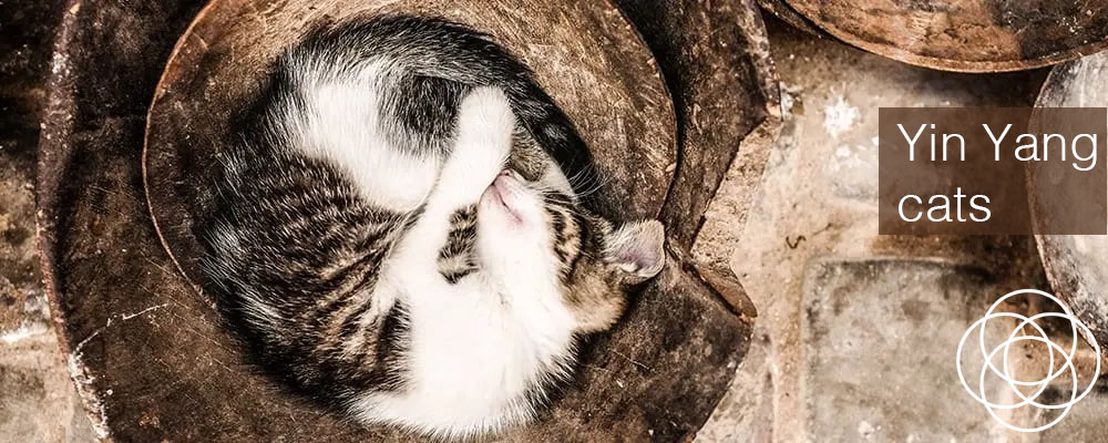 Yin Yang Cats Jane Teresa Anderson